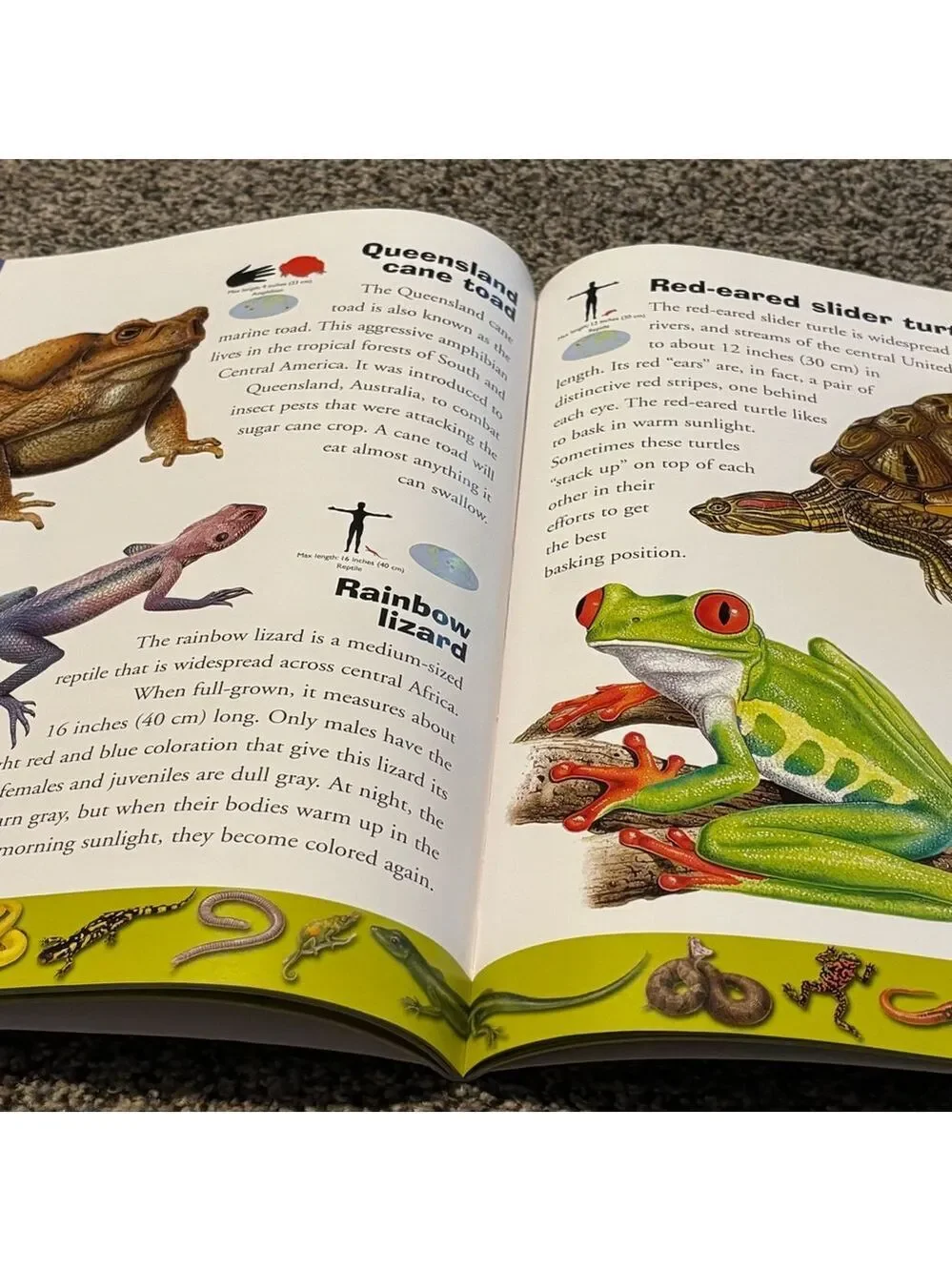 🦎🐍🐢Reptiles and Amphibians Kids Dictionary Book